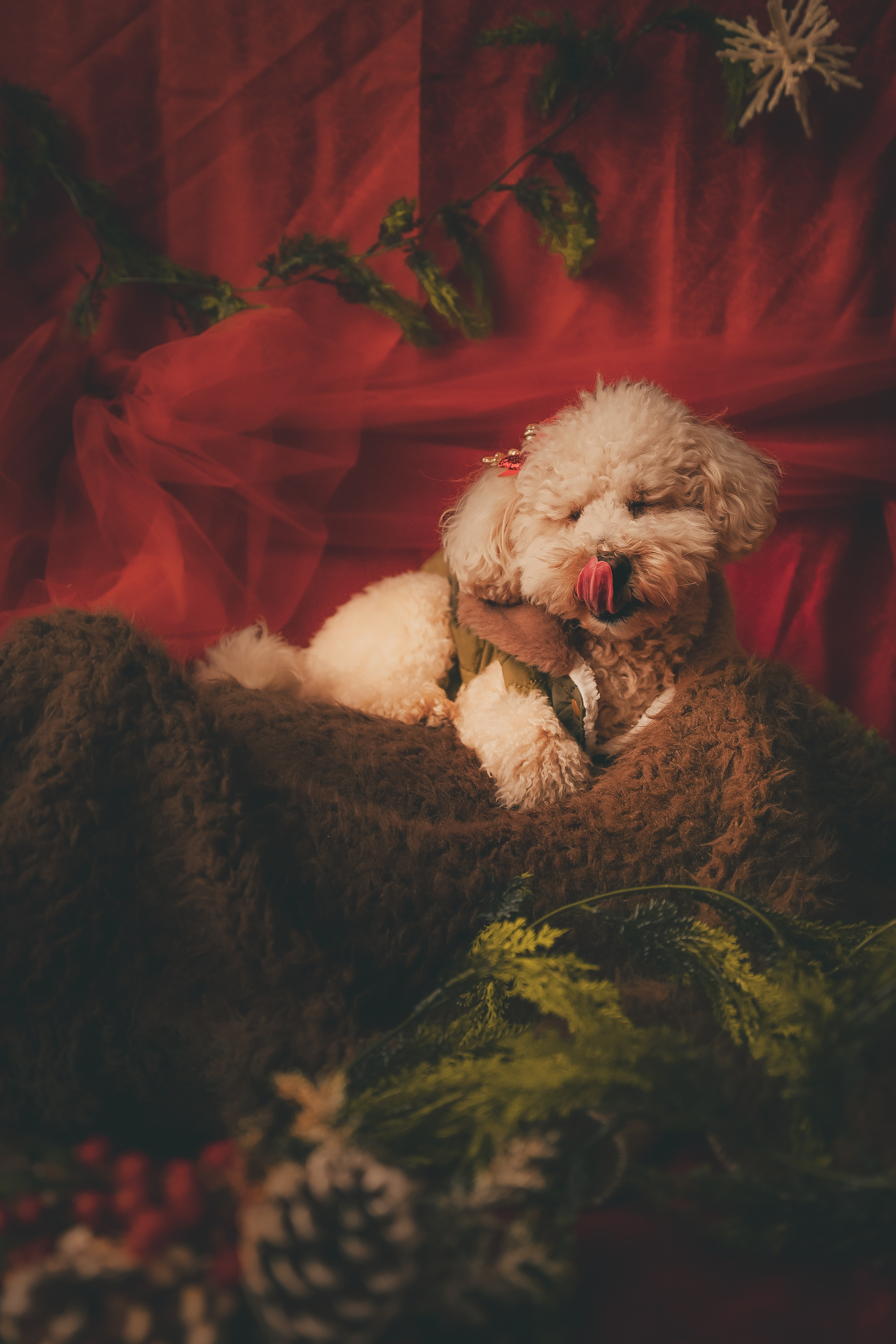 Seasonal Minis — Christmas Pets (Studio)